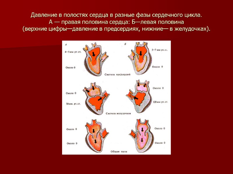 Давление в полостях сердца в разные фазы сердечного цикла.  А — правая половина